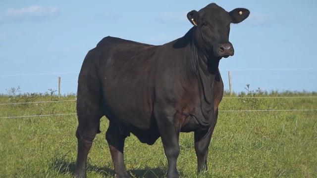 Lote 33