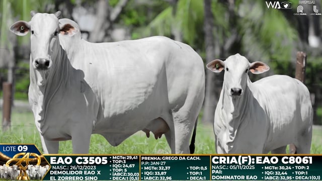Lote 09