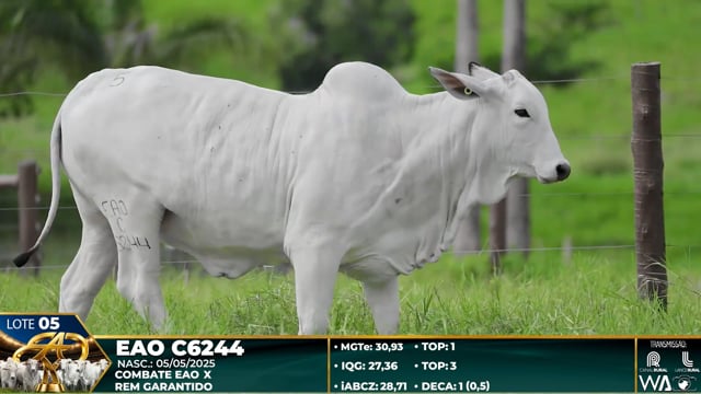 Lote 05