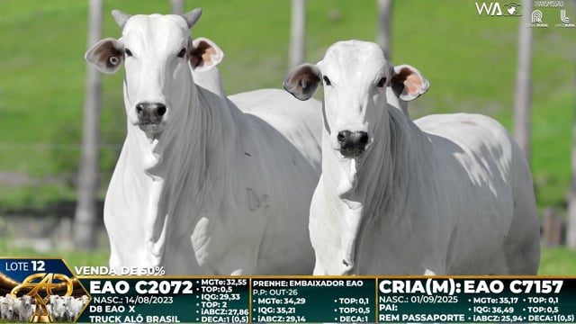 Lote 12