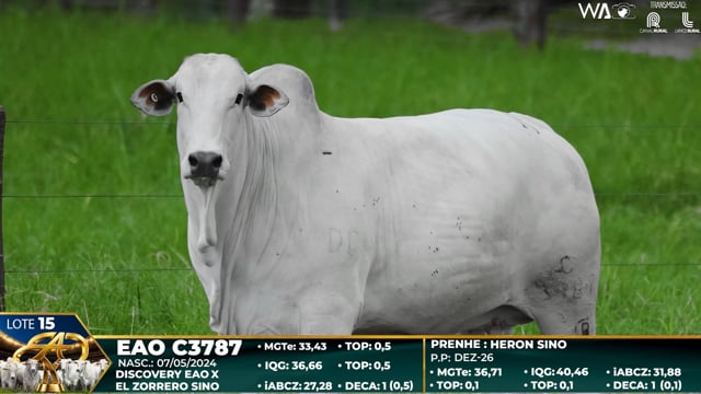 Lote 15