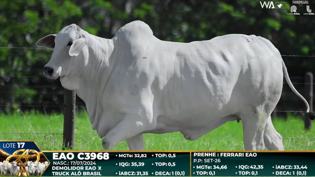 Lote 17