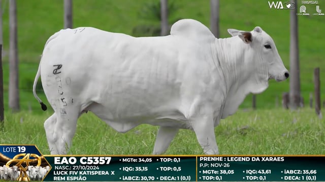 Lote 19