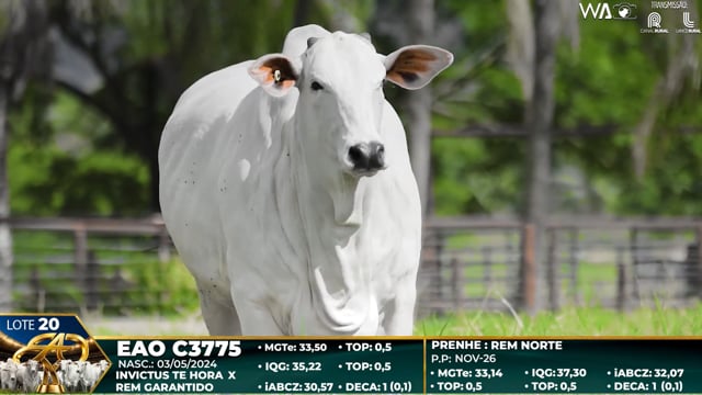 Lote 20
