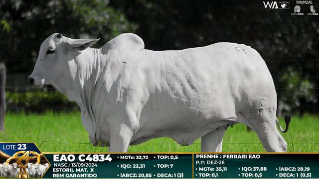 Lote 23