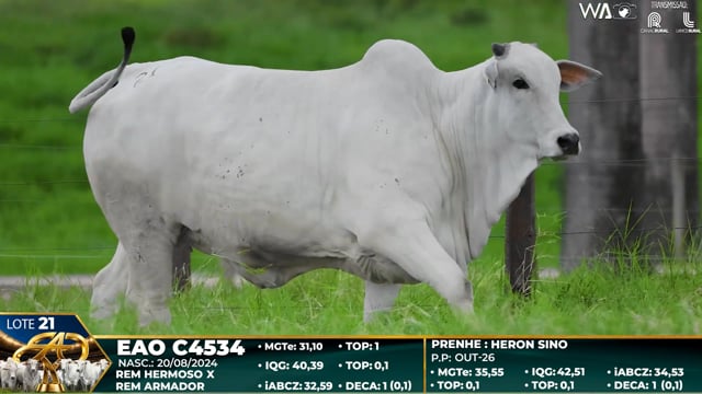 Lote 21