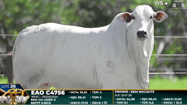 Lote 26