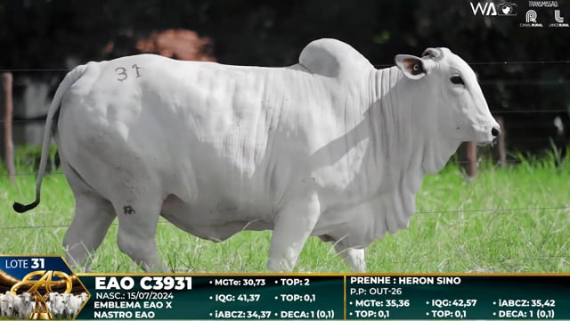 Lote 31