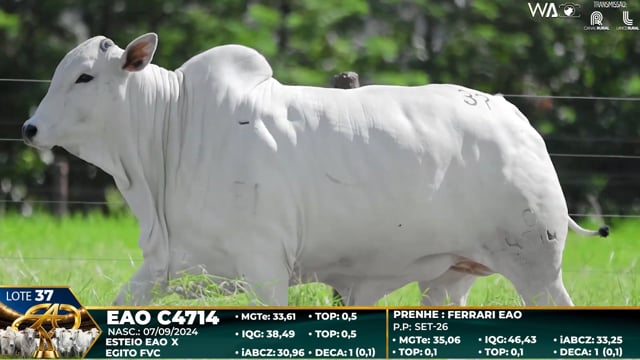 Lote 37
