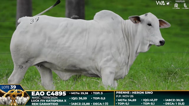 Lote 39