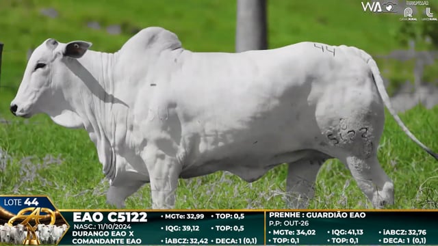 Lote 44