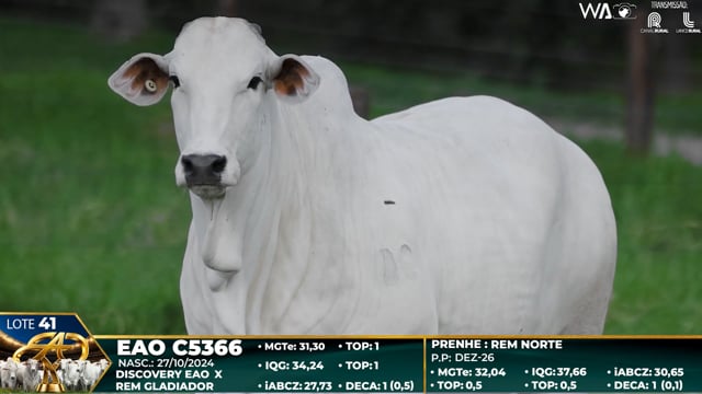 Lote 41