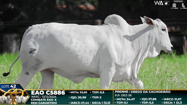 Lote 42