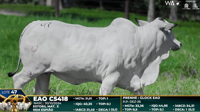 Lote 47