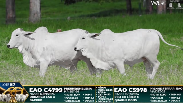 Lote 57