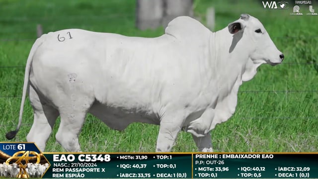 Lote 61