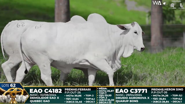 Lote 62