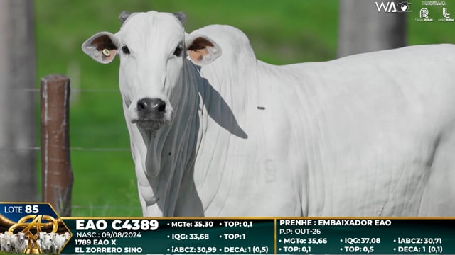 Lote 85