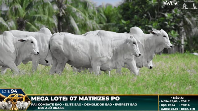 Lote 94