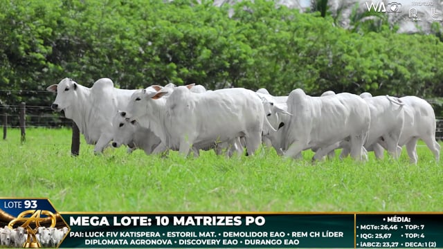 Lote 93