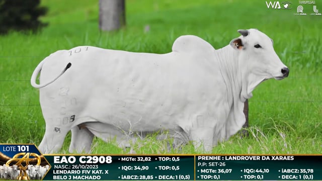 Lote 101