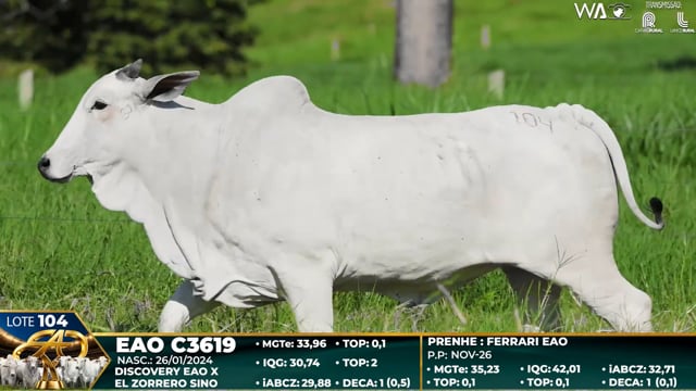 Lote 104