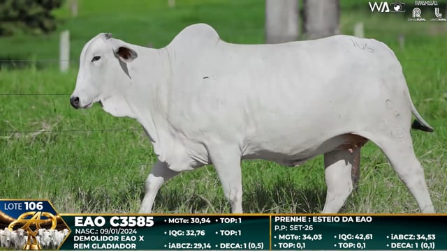 Lote 106