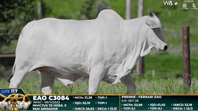 Lote 117