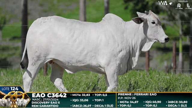 Lote 124