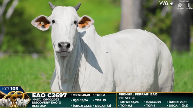 Lote 103
