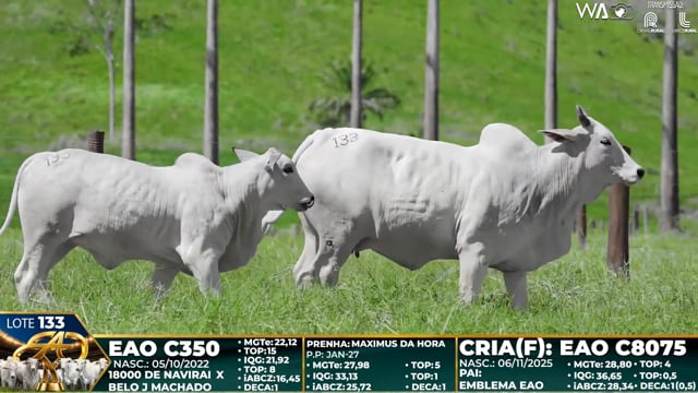 Lote 133