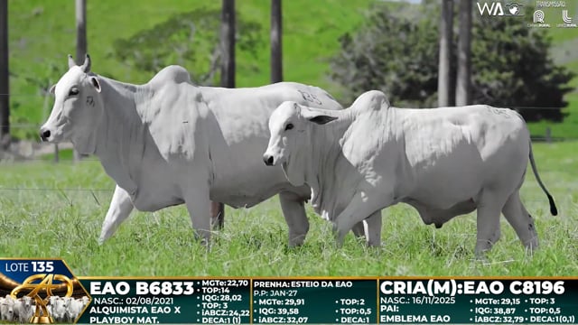 Lote 135