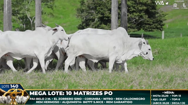 Lote 140