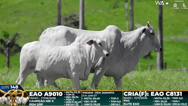 Lote 148