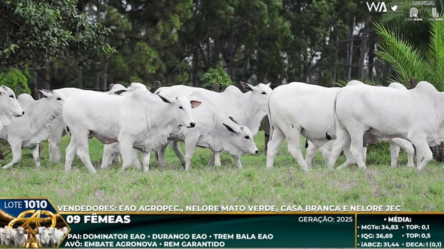 Lote 1010