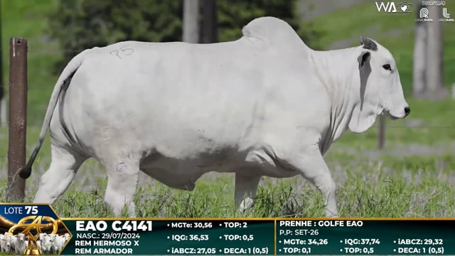 Lote 75