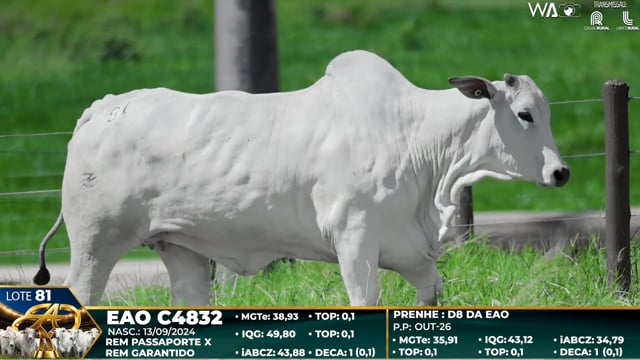 Lote 81