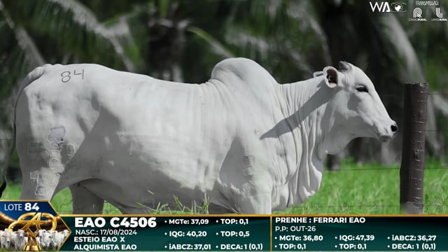 Lote 84