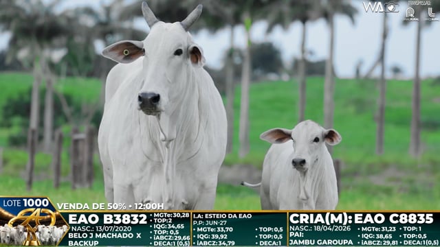 Lote 1000