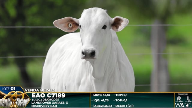 Lote 01