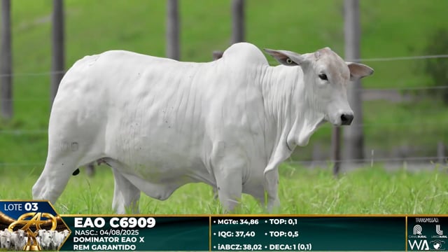 Lote 03