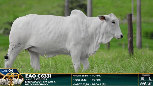Lote 04