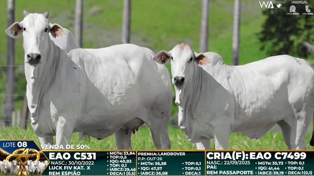 Lote 08