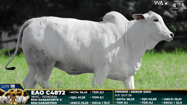 Lote 18