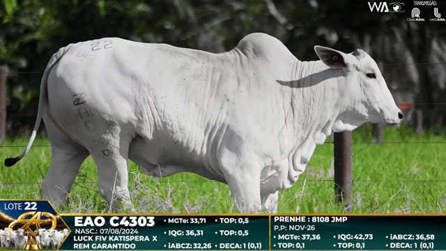 Lote 22