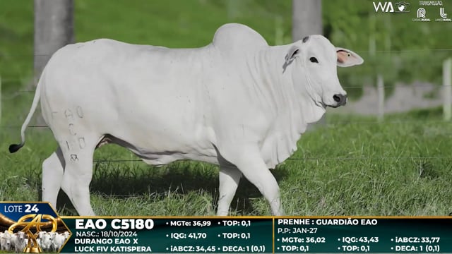 Lote 24