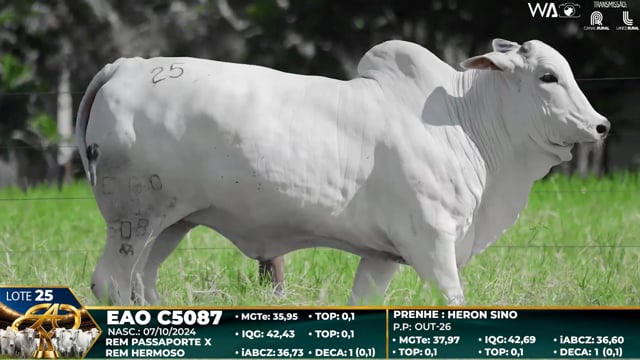 Lote 25