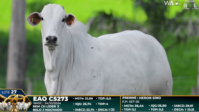 Lote 27