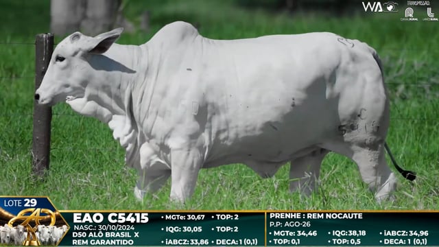 Lote 29