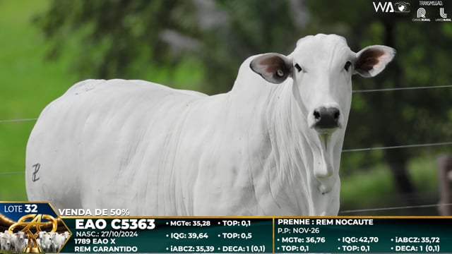 Lote 32